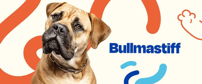 Bullmastiff - Dogelthy