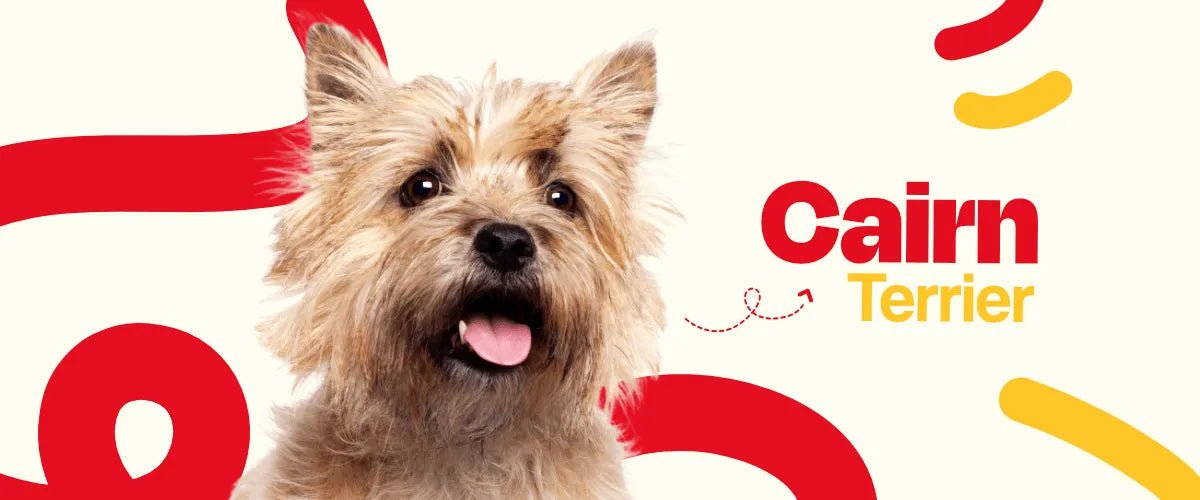 Cairn Terrier - Dogelthy