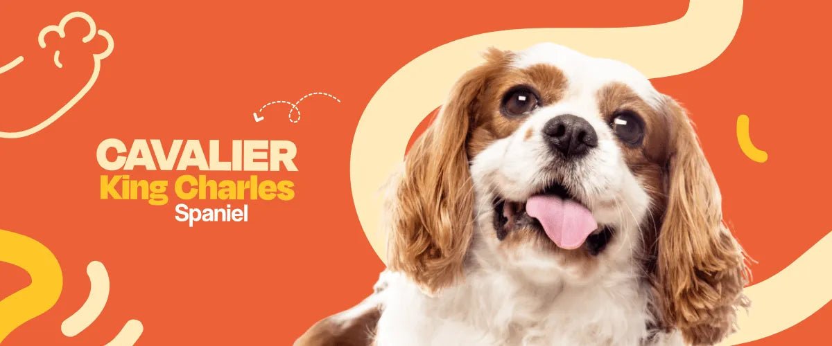 Cavalier King Charles Spaniel - Dogelthy