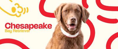 Chesapeake Bay Retriever - Dogelthy
