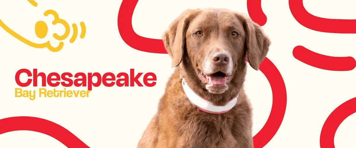 Chesapeake Bay Retriever - Dogelthy