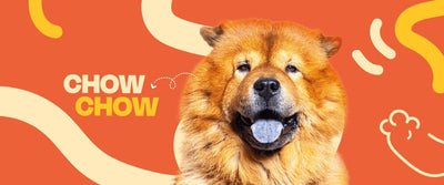 Chow Chow - Dogelthy
