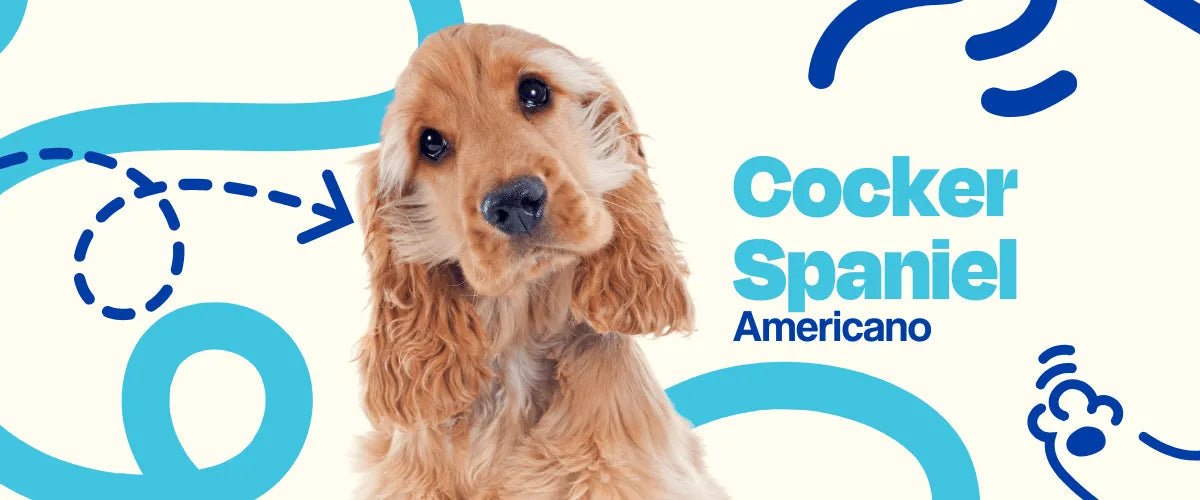 Cocker Spaniel Americano - Dogelthy
