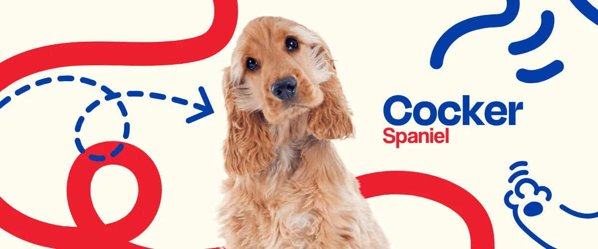 Cocker Spaniel Inglés - Dogelthy
