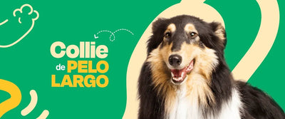 Collie de Pelo Largo - Dogelthy