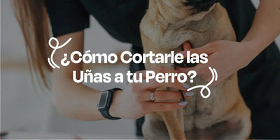 ¿Cómo Cortarle las Uñas a tu Perro? - Dogelthy