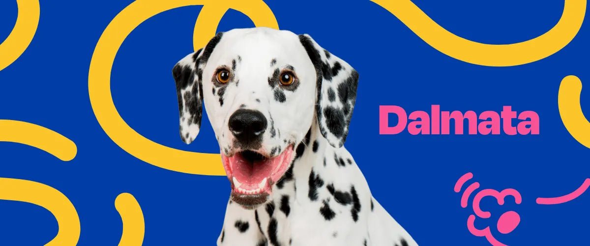Dalmata - Dogelthy