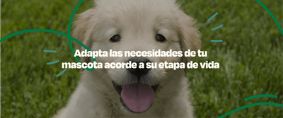 Cuántos años vivirá mi perro? Descubre el promedio de cada raza - Dogelthy