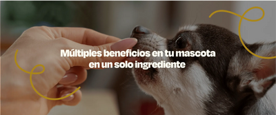 Aceite de Salmon para perro: Descubre los Beneficios - Dogelthy