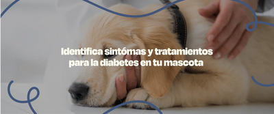Diabetes en perros - Dogelthy