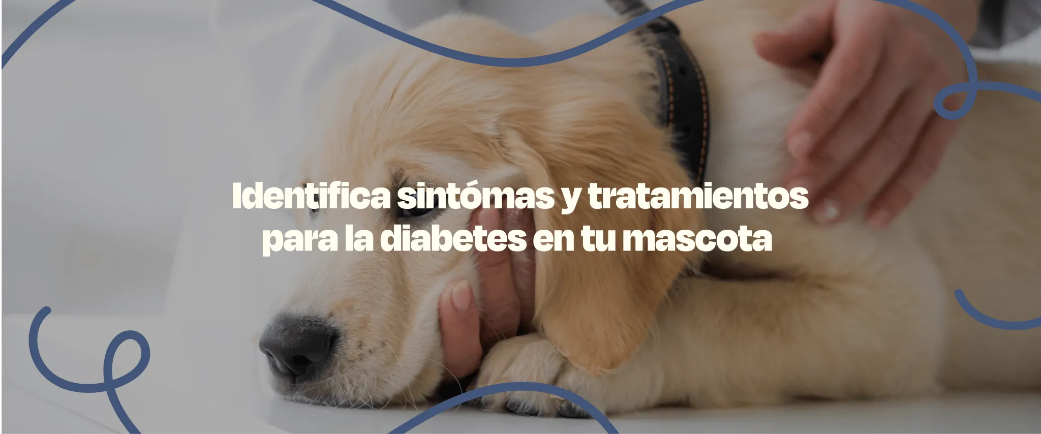 Diabetes en perros - Dogelthy