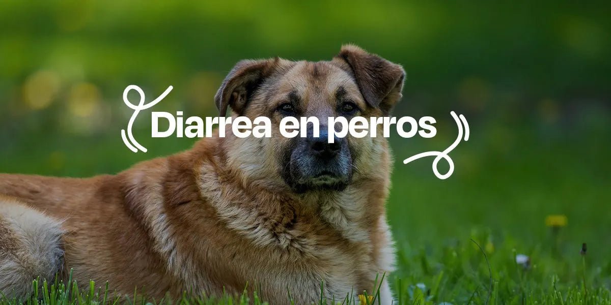 Diarrea en Perros - Dogelthy