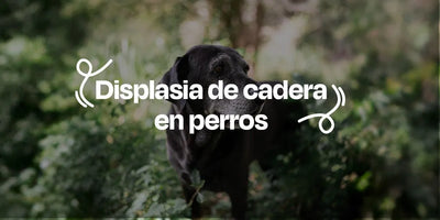 Displasia de Cadera en Perros - Dogelthy