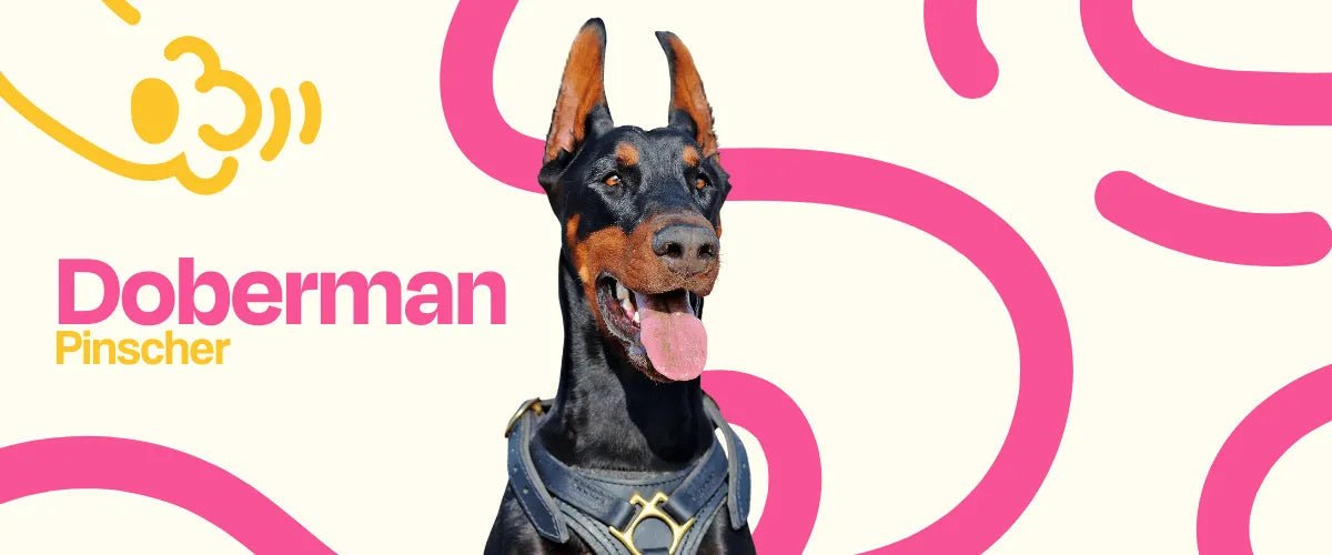 Doberman Pinscher - Dogelthy