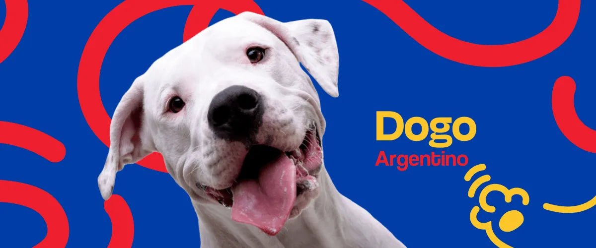 Dogo Argentino - Dogelthy
