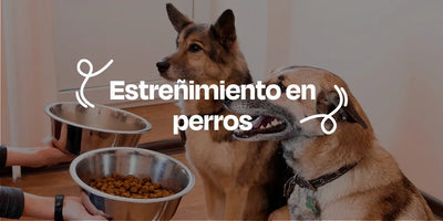 Estreñimiento en Perros - Dogelthy