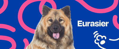 Eurasier - Dogelthy