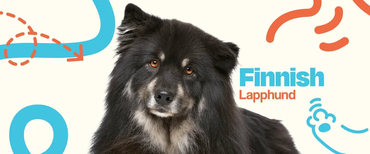 Finnish Lapphund - Dogelthy