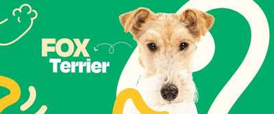 Fox Terrier - Dogelthy