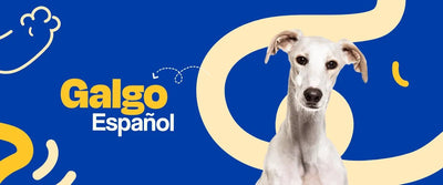 Galgo Español - Dogelthy