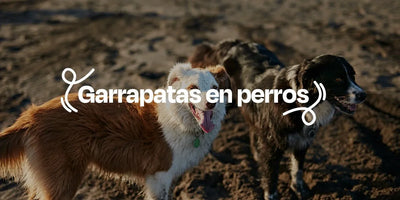 Garrapatas en Perros - Dogelthy