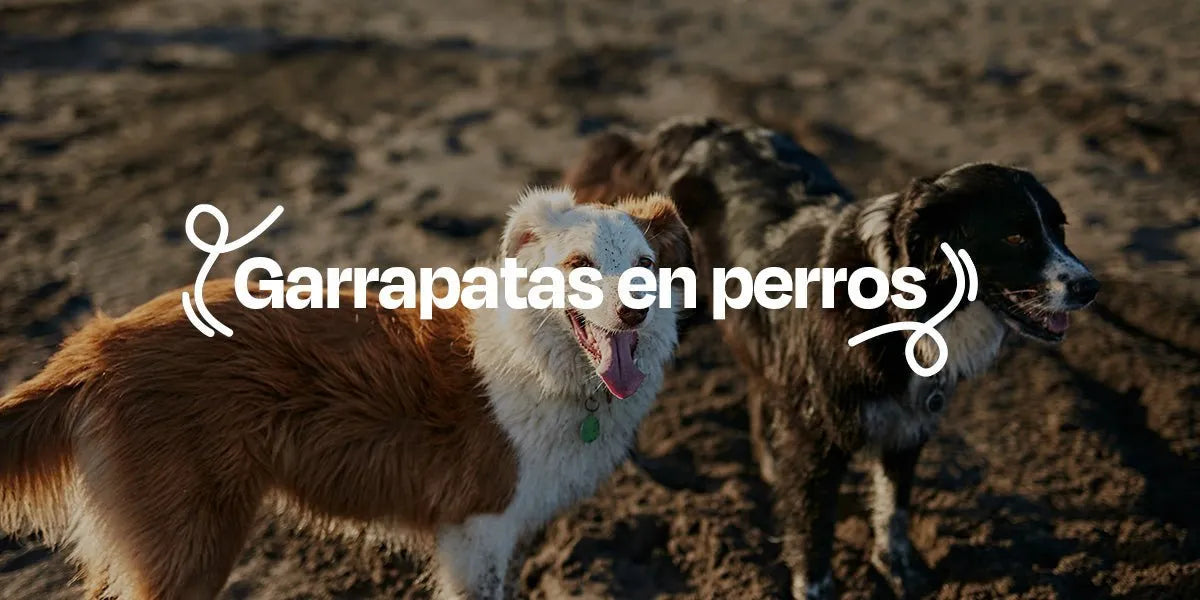 Garrapatas en Perros - Dogelthy