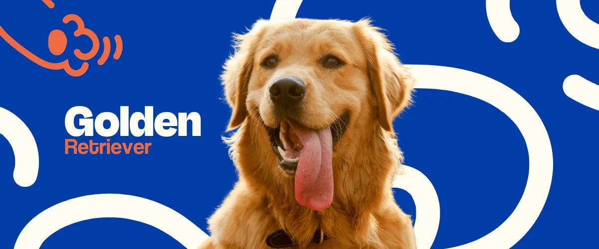 Golden Retriever - Dogelthy