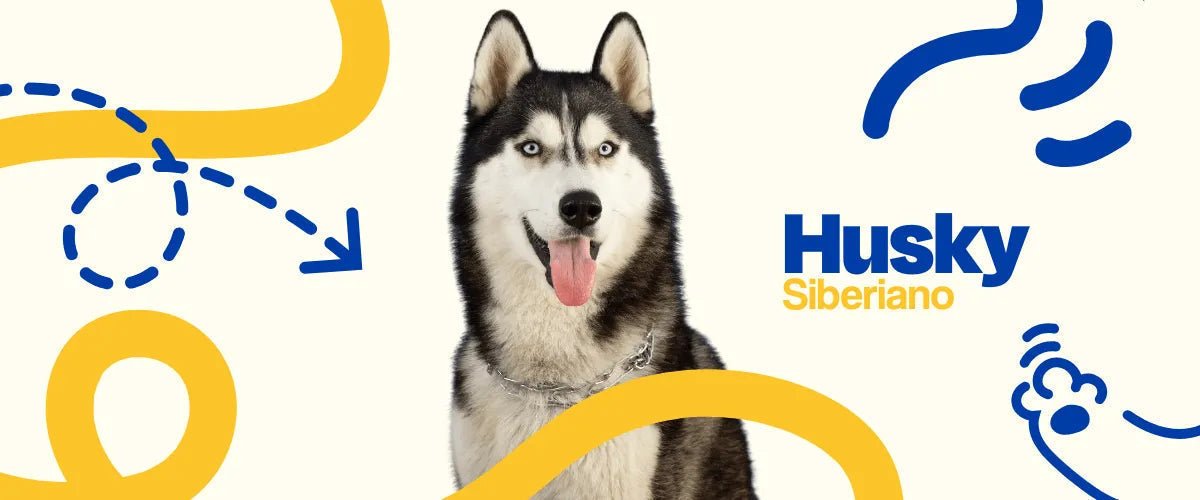 Husky Siberiano - Dogelthy