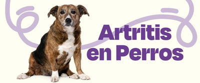 Artritis en perros