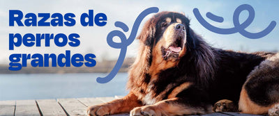 Razas de Perros Grandes