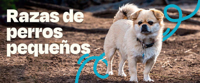 Razas de Perros Pequeños