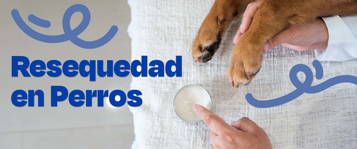 Resequedad en Perros