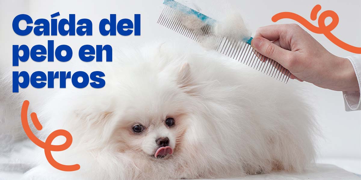 Caída del Pelo en Perros