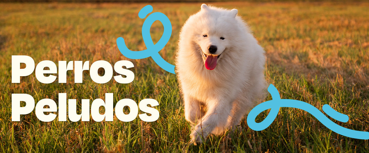 Perros Peludos