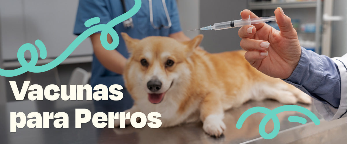Vacunas para Perros