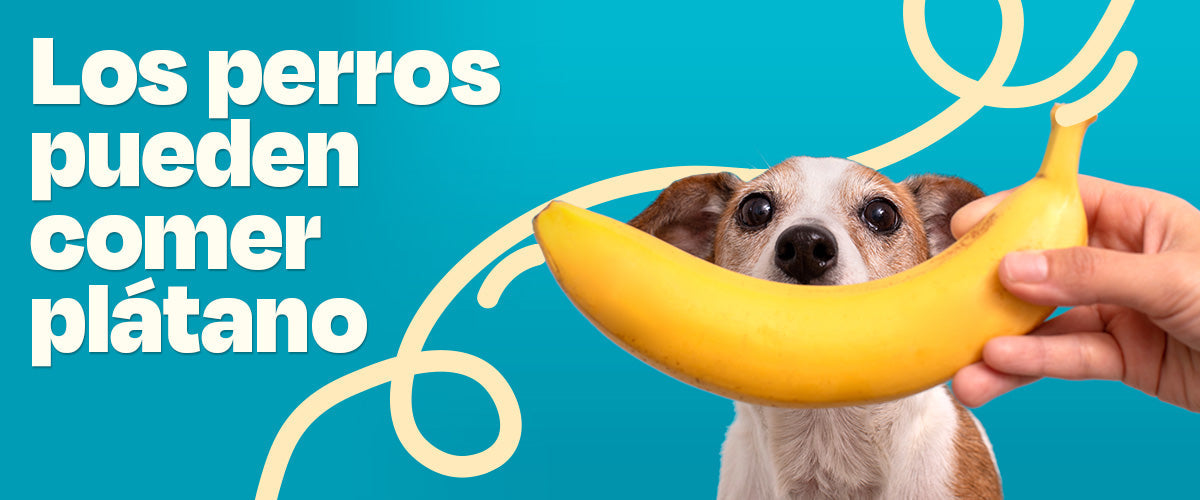 Los perros pueden comer plátano