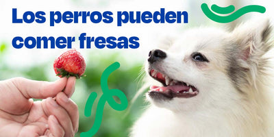 Los Perros Pueden Comer Fresas