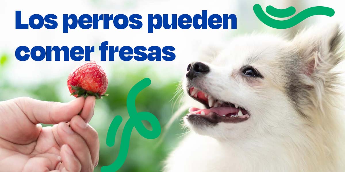 Los Perros Pueden Comer Fresas