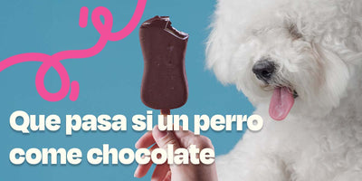 Qué pasa si un perro come chocolate