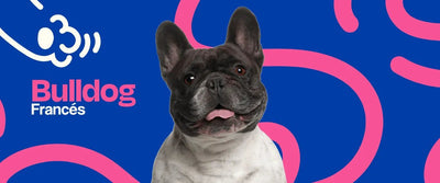 Bulldog Francés 