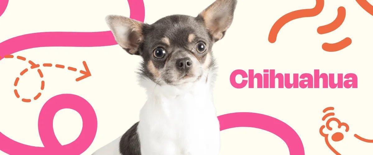Chihuahua - Dogelthy