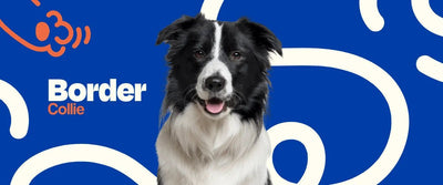 Border Collie - Dogelthy