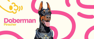 Doberman Pinscher - Dogelthy