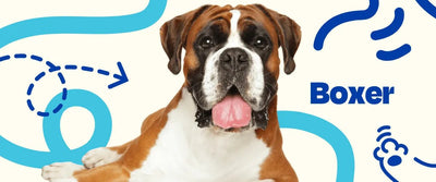 Boxer - Dogelthy