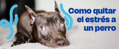 Como quitar el estrés a un perro