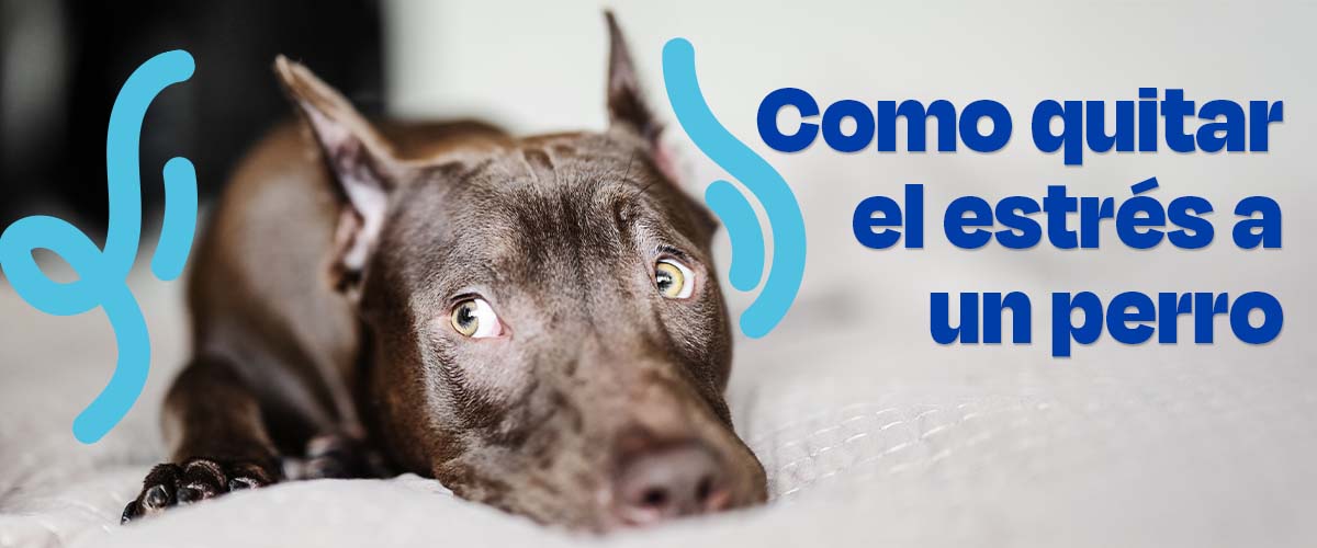 Como quitar el estrés a un perro
