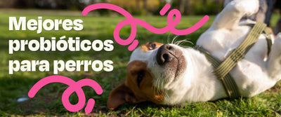 Mejores Probióticos Para Perros