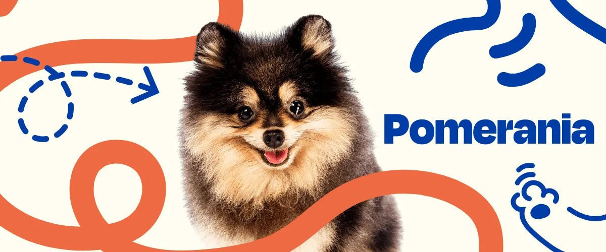 Pomerania - Dogelthy