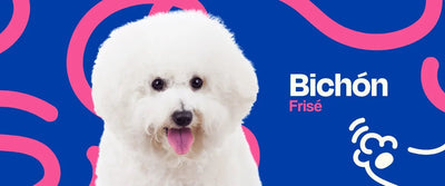 Bichón Frisé - Dogelthy