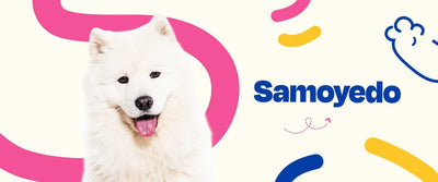 Samoyedo - Dogelthy
